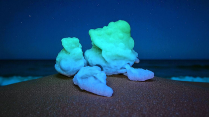 3D gedruckte Flexi-Schildkröte mit Pilz-Varianten | Wunschfarbe | Cinderwing3D