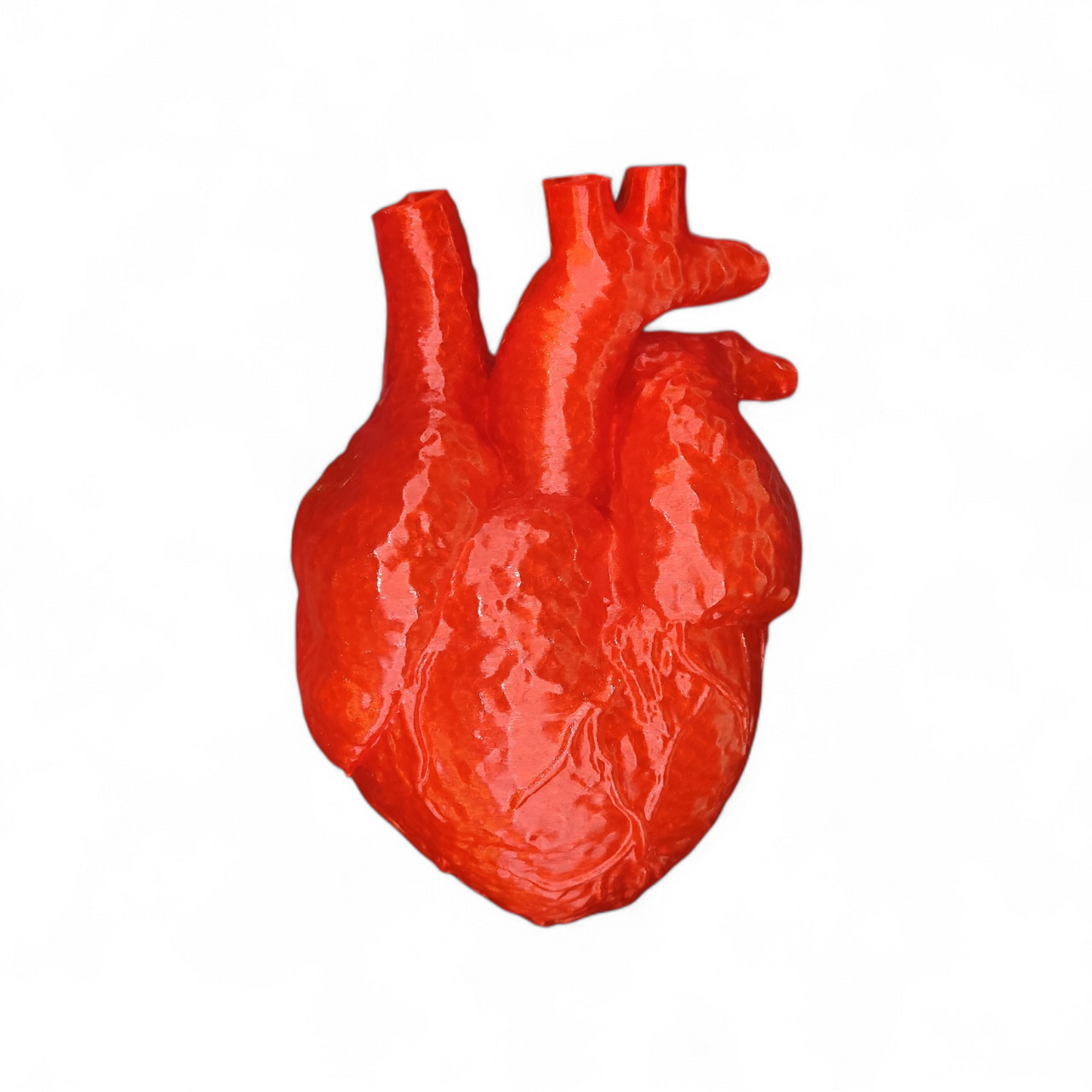 Anatomical Heart 3D Printed - Enlarged Anatomy Model Medical Decoration 19cm