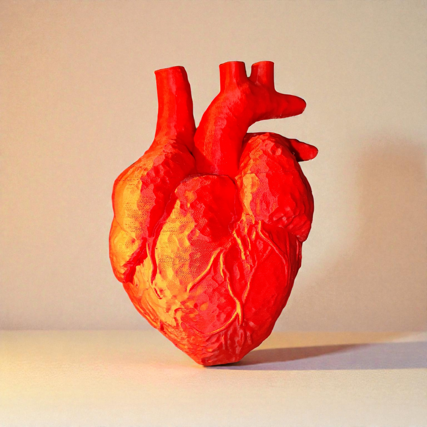 Anatomical Heart 3D Printed - Enlarged Anatomy Model Medical Decoration 19cm